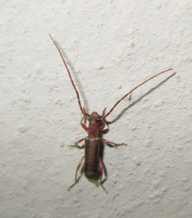 Ossibia fuscata