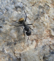 Camponotus sericeus