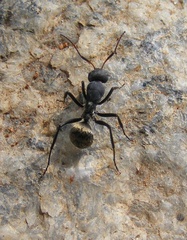 Camponotus sericeus