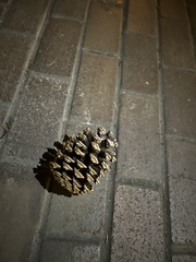 Pinus