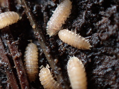 Haplophthalmus danicus