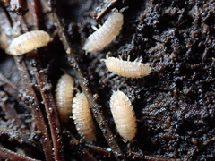 Haplophthalmus danicus