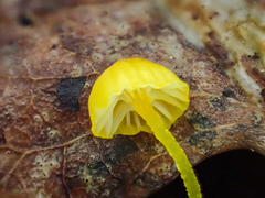 Mycena oregonensis