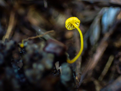 Mycena oregonensis