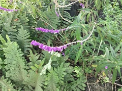 Salvia leucantha