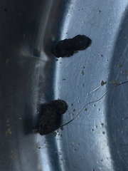 Chrysochloris asiatica