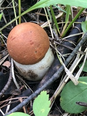 Leccinum insigne