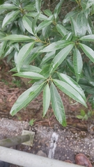 Quercus myrsinifolia