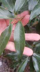 Quercus myrsinifolia