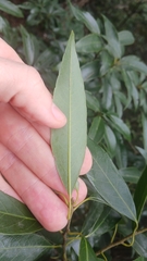 Quercus myrsinifolia