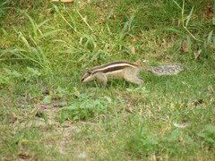 Funambulus pennantii