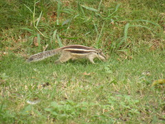 Funambulus pennantii