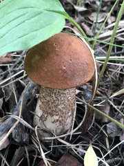 Leccinum insigne