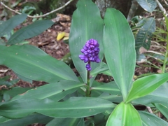 Dichorisandra thyrsiflora