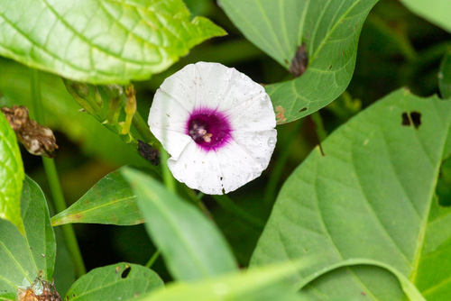 Ipomoea batatas observed 2023-02-04