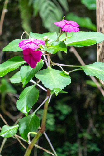 Impatiens walleriana observed 2023-02-04