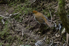 Catharus occidentalis