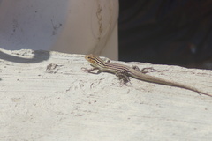 Cnemidophorus gaigei