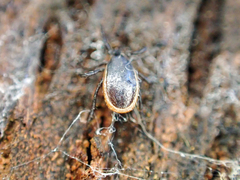Ixodes pacificus