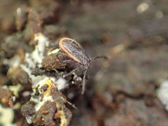 Ixodes pacificus