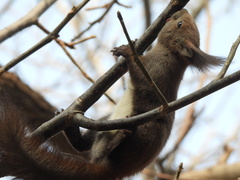 Sciurus vulgaris