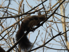 Sciurus vulgaris