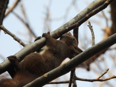 Sciurus vulgaris