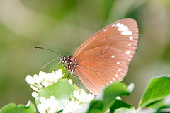 Euploea tulliolus