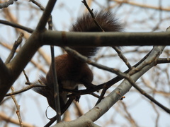 Sciurus vulgaris