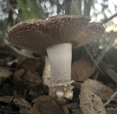 Amanita ocreata