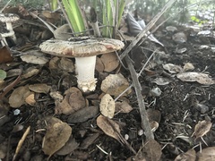Amanita ocreata