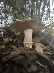 Amanita ocreata