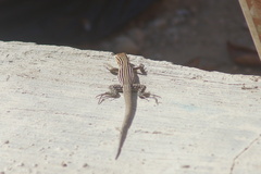 Cnemidophorus gaigei