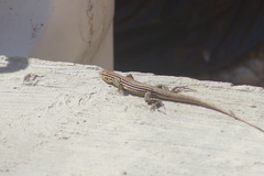 Cnemidophorus gaigei