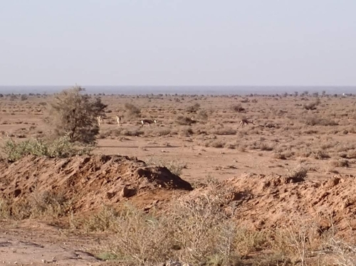 Speke's Gazelle