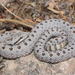 Western Twin Spotted Rattlesnake - Photo (c) raulsolish, some rights reserved (CC BY-NC), uploaded by raulsolish