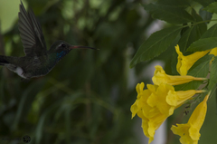 Cynanthus latirostris