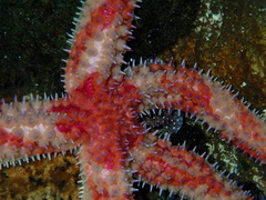 Orthasterias koehleri