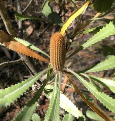 Banksia ornata