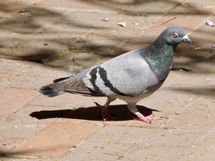 Columba livia domestica