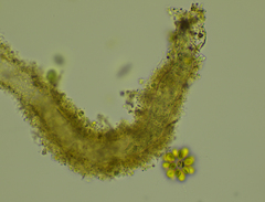 Stichotricha