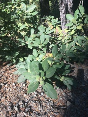 Quercus sadleriana