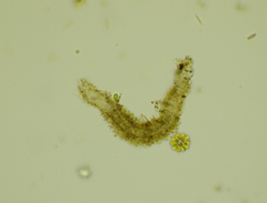 Stichotricha