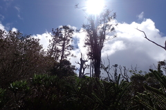 Araucaria montana