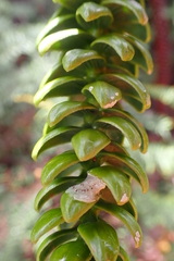 Araucaria montana