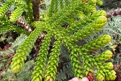 Araucaria montana
