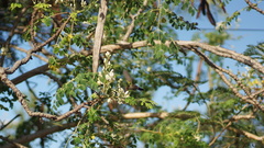 Orthorhyncus cristatus