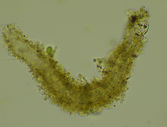Stichotricha