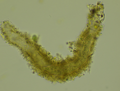 Stichotricha