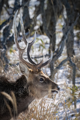 Cervus nippon yesoensis